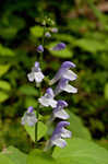 Showy skullcap